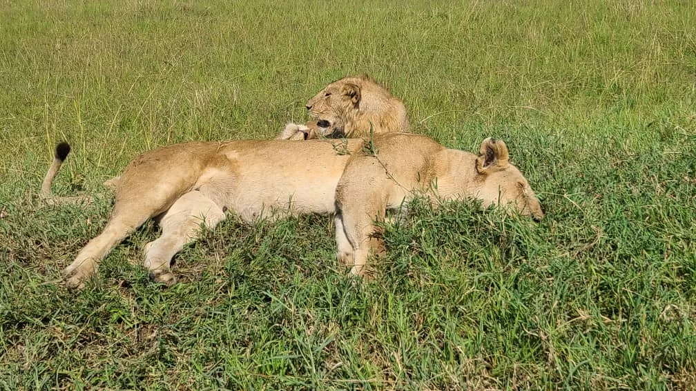 lions-masai-mara national park