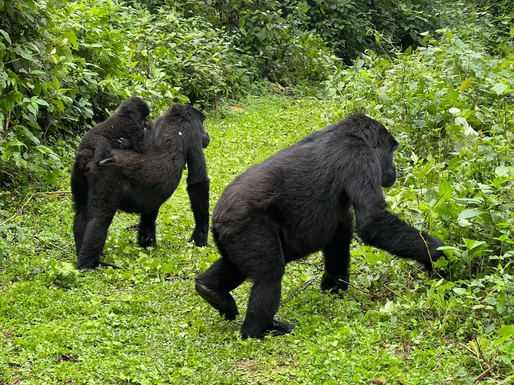 mountain-gorillas-volcanoes-rwanda